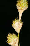 Ozark sedge